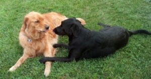 Golden Retriever cavalleresco si presenta a casa dei suoceri per invitare la loro cagnolina Labrador a uscire