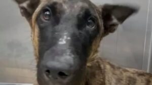 Salvano la cagnolona Mary e le regalano un Natale indimenticabile (VIDEO)