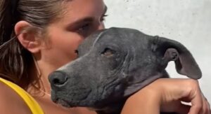 Salvano la cagnolona Pit Bull Mija; adesso questa è finalmente felice (VIDEO)