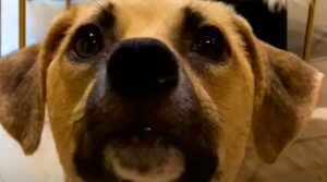 La cagnolona dolcissima Bennie ha sconfitto un cancro e adesso ha una famiglia speciale (VIDEO)