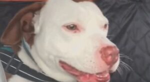 Salvano la cagnolona Espy e le donano una casa e una felicità unica (VIDEO)