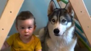 La gioia del cagnolone Husky Theo quando ha capito che sarebbe diventato il fratello maggiore (VIDEO)