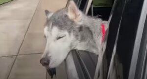 Salvano il cagnolone Ryker dall’eutanasia e gli trovano una famiglia; la storia (VIDEO)