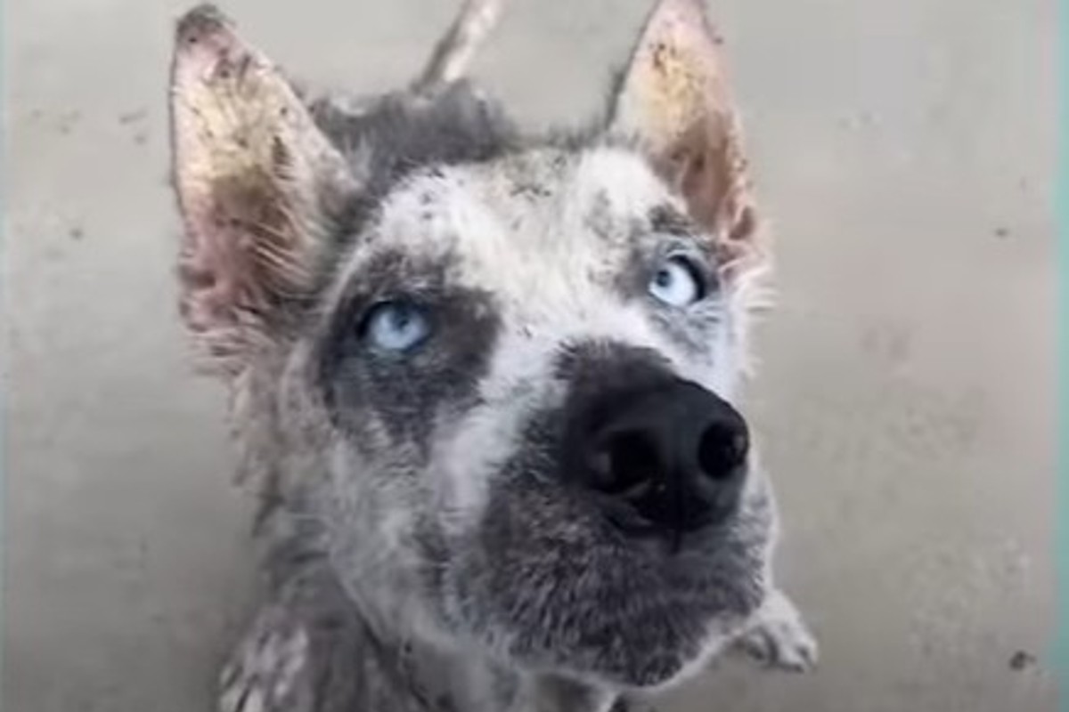 Salvano il cagnolone Ryker dall'eutanasia e gli trovano una famiglia ...