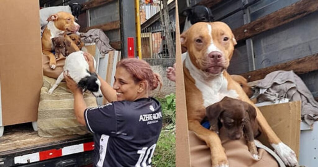 cuccioli su camion