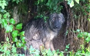 Cagnolina abbandonata per strada, aspetta sotto la pioggia che la sua famiglia torni a prenderla (VIDEO)