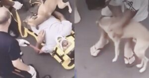 Cagnolino abbraccia padrone sulla barella dell’ambulanza e non lo lascia andare (VIDEO)