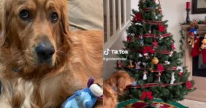 Golden Retriever ama il Natale e ruba le decorazioni dall’albero per dormire (VIDEO)