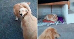 Golden retriever avverte il suo proprietario che i suoi cuccioli stanno per nascere e la tenera scena commuove il web