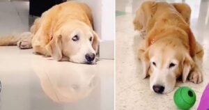 Golden Retriever con lo sguardo triste mentre osserva la sua famiglia fare le valigie