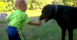 Bambino scompare dal cortile, Labrador corre in piscina per salvargli la vita (VIDEO)