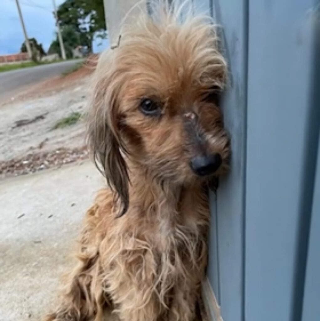 cane stufo di essere il gioco dei bambini