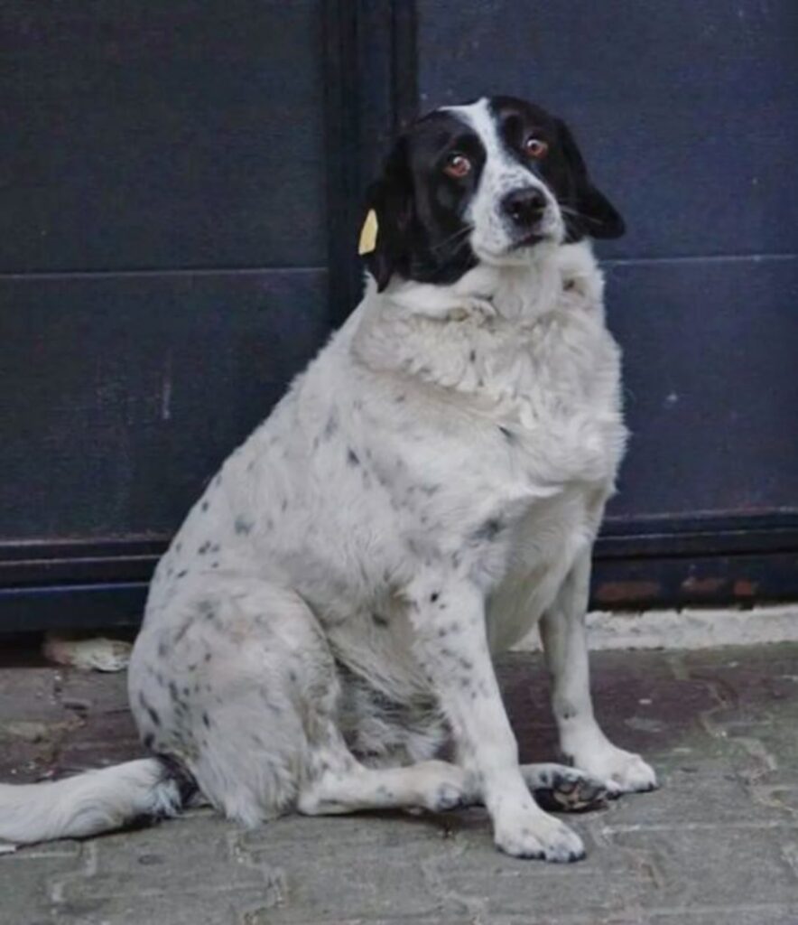 Cane guida fa attraversare gli studenti