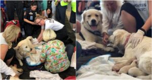 Labrador guida ha partorito 8 cuccioli bellissimi all’interno di un aeroporto