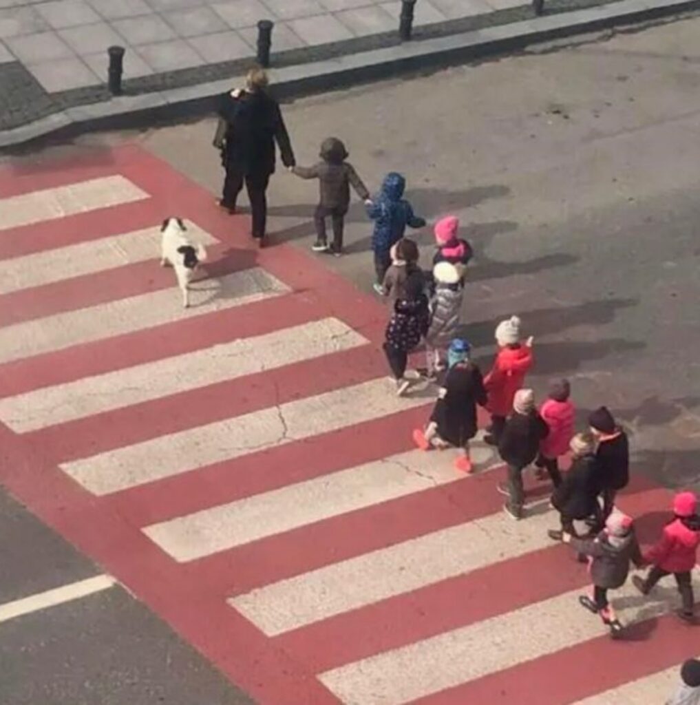 Cane guida fa attraversare gli studenti