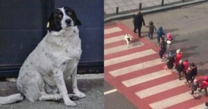 cane guida aiuta gli studenti ad attraversare