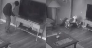 Cagnolino morde il ladro entrato in casa sua e protegge la sua padrona(VIDEO)