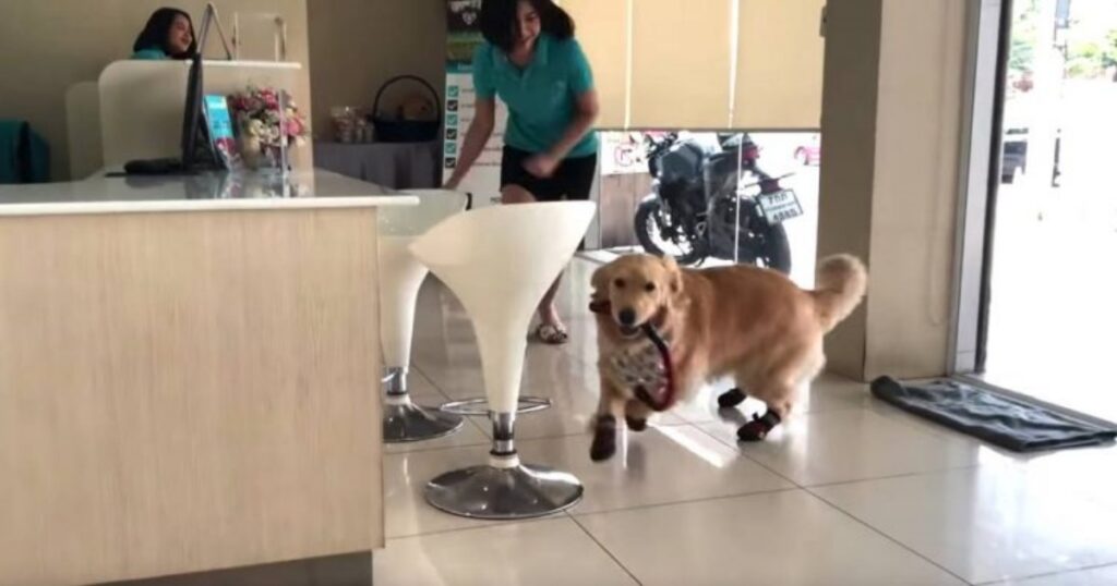 cane nella clinica corre divertito