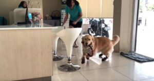 Golden Retriever Registrato quando arriva nella “temuta” clinica veterinaria e il video diventa virale