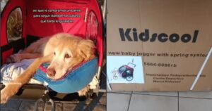 Donna porta il suo cucciolo anziano in un passeggino perché non ha più l’energia per camminare (VIDEO)