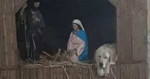 Labrador randagio si addormenta in una mangiatoia insieme a Maria, Giuseppe e Gesù Bambino