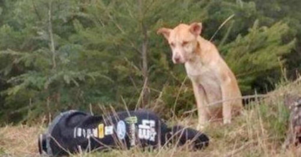orso, cane scomparso, viene trovato e salvato