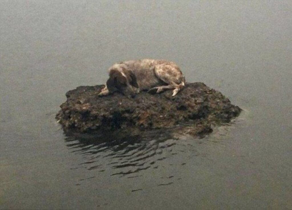 Cane viene avvistato su uno scoglio dopo un incendio