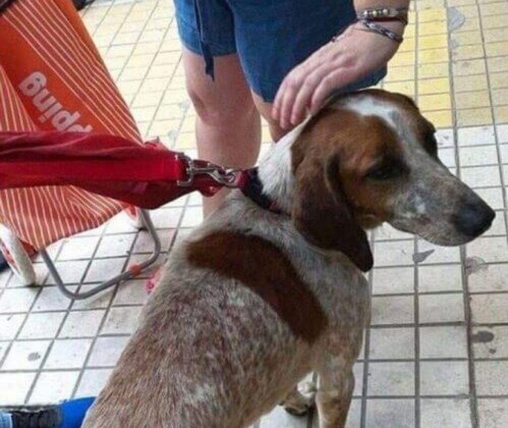 Cane viene avvistato su uno scoglio dopo un incendio