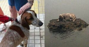 Cagnolino avvistato su uno scoglio nel mare, Stava scappando