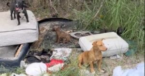 Donna trova famiglia di cagnolini abbandonati nella spazzatura e decide di dar loro una nuova vita (VIDEO)