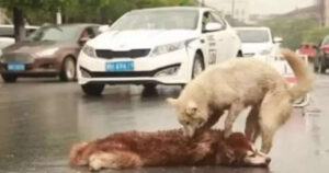 Cagnolino fedele combatte per far reagire il suo amico dopo un incidente (VIDEO)