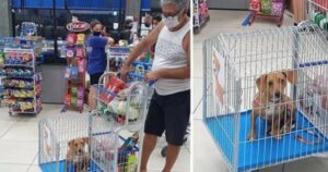 Supermercato crea carrelli della spesa adatti per portare animali domestici