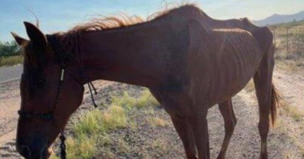 cavallo da corsa