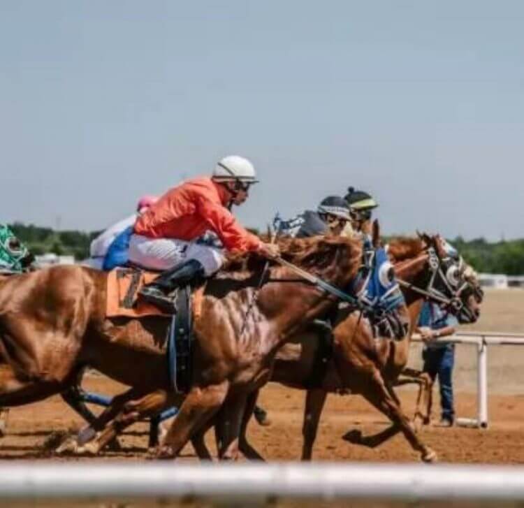 cavallo da corsa