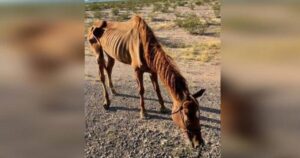 Cavallo abbandonato in un deserto si riprende e si trasforma, godendo di una nuova opportunità