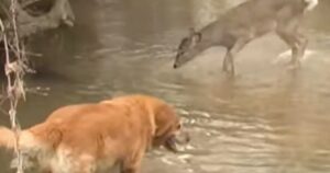 Cervo nota un Golden Retriever che invade il suo spazio e la sua reazione fa impazzire il web