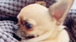 Il chihuahua Kevin è dolcissimo e la sua faccia buffa è molto divertente (VIDEO)