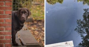 Combatte con un coccodrillo per aprirgli la bocca e salvare il suo Labrador