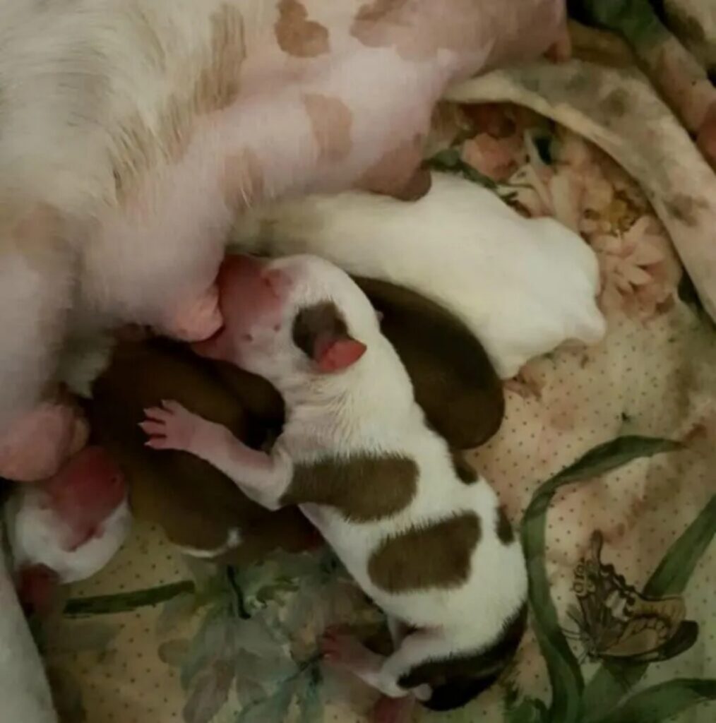 cagnolina incatenata e sfruttata per anni viene salvata