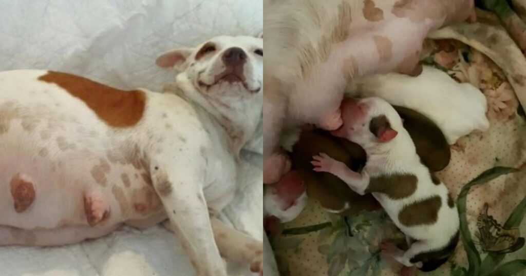 cagnolina incatenata e sfruttata per anni viene salvata