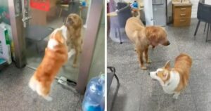 Cucciolo di Golden Retriever e il fratellino combattono attraverso una porta a vetri ma quando si apre cambiano idea (VIDEO)