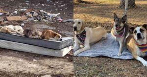 Cuccioli di cane salvati in una discarica si riuniscono un anno dopo con le loro famiglie