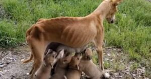 Cagnolina amorevole malnutrita lottava per nutrire i suoi 6 cuccioli