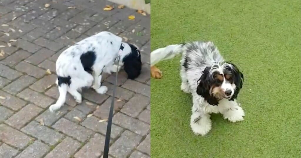 cucciolo disabile guarisce