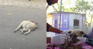 Pensavano che il cucciolo fosse morto, poi si sono accorti che non era così (VIDEO)