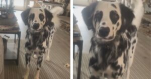 Cucciolo strano adorabile che sembra un mix di Dalmata e Golden Retriever diventa virale