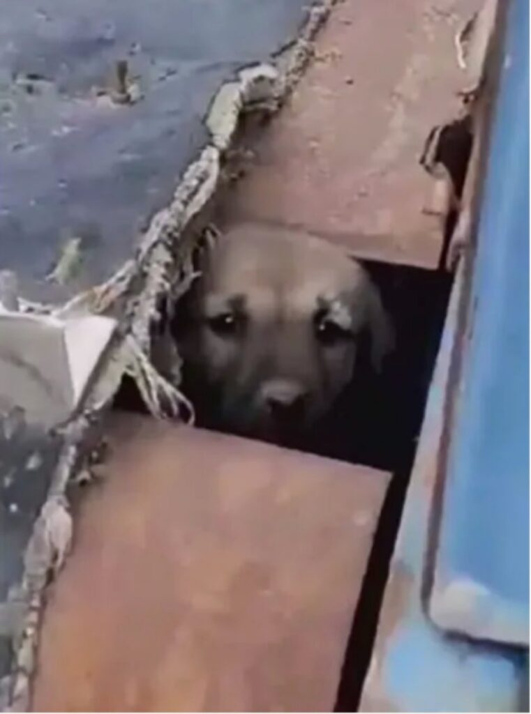 Cucciolo trovato in una discarica da donna rumena