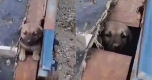 Piccolo cucciolo trovato in una discarica viene salvato (VIDEO)