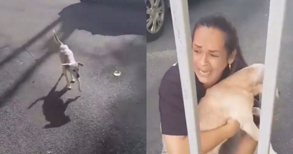 Una donna piangeva mentre abbracciava il suo cane ritrovato