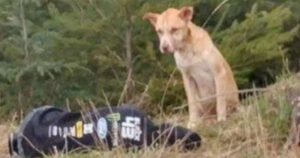 Ragazza finge di essere ferita per salvare un cagnolino randagio molto spaventato